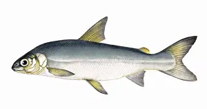 Coregonus pennantii, or Gwyniad