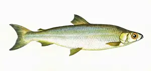 Whitefish Prints: Coregonus pollan, or Pollan