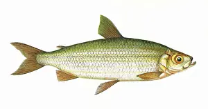 Freshwater Prints: Coregonus vandesius, or Vendace
