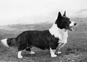 Images Dated 12th December 2011: Corgi - Ch Kentwood Cymro