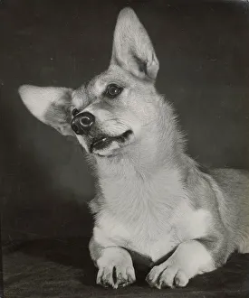 Corgi dog Date: 1950s