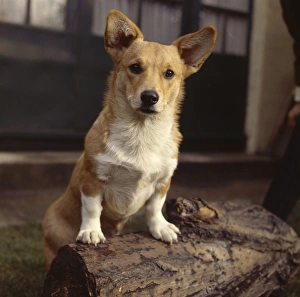 Images Dated 27th January 2017: Corgi dog on a log