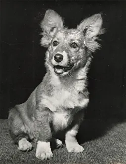 Corgi puppy Date: 1950s