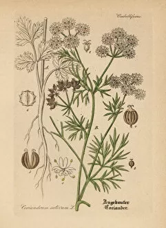 Hand Atlas Gallery: Coriander or cilantro, Coriandrum sativum