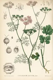 Spice Prints: Coriander, Coriandrum sativum