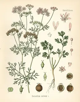Coriander, Coriandrum sativum