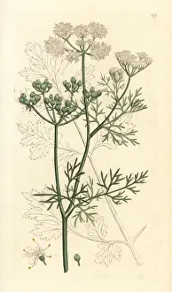 Coriander, Coriandrum sativum
