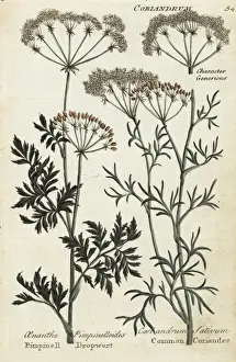 1792 Prints: Coriander, Coriandrum sativum and Pimpinell