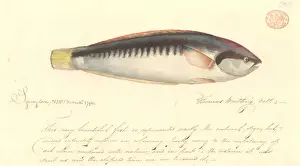 Coris picta, comb wrasse