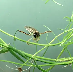 Heteroptera Prints: Corixa sp. water boatman