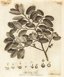 Cork oak, Quercus suber