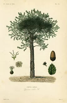 Cork oak tree, Quercus suber