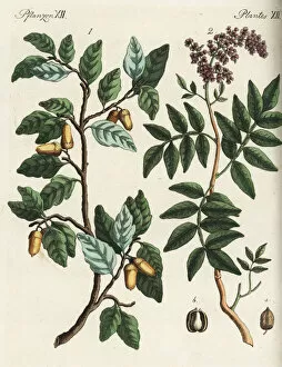 Bilderbuch Collection: Cork oak tree and terebinth tree