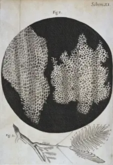 Structural Prints: Cork structure