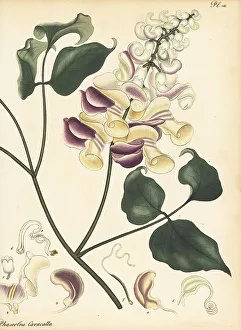 Henry Andrews Prints: Corkscrew vine, Cochliasanthus caracalla