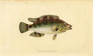 Donovan Prints: Corkwing wrasse, Symphodus melops