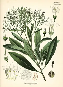 Corkwood tree, Duboisia myoporoides