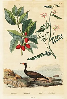 Adolph Fries Prints: Cormorant, Cornelian cherry and scorpion vetch