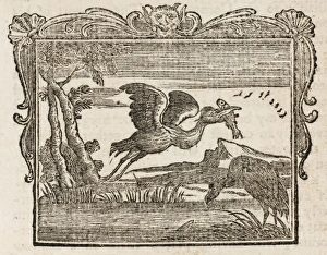 Dodsley Gallery: Cormorant & the Fishes