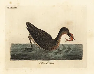 Diver Gallery: Cormorant species used for fishing in Asia