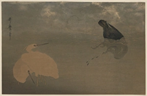 Fishing W.Cormorants