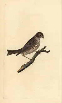 Edwarddonovan Prints: Corn bunting, Miliaria calandra