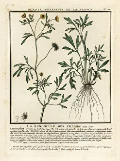 Colour Printing Prints: Corn buttercup, Ranunculus arvensis