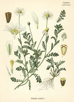 Anthemis Gallery: Corn chamomile or mayweed, Anthemis arvensis