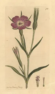 Agrostemma Gallery: Corn cockle, Agrostemma githago