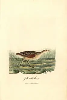 Crake Prints: Corn crake, Crex crex