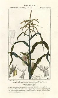 Maize Collection: Corn or maize, Zea mays