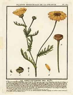 Plante Medicinale De La France Prints: Corn marigold, Glebionis segetum