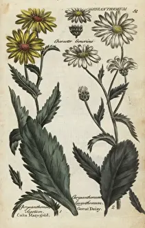 Joshuahamilton Prints: Corn marigold and oxeye daisy