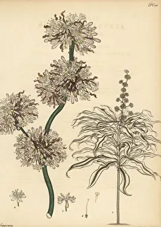 Herbarium Prints: Corn plant, Dracaena fragrans