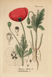 Poppy Prints: Corn poppy or field poppy, Papaver rhoeas