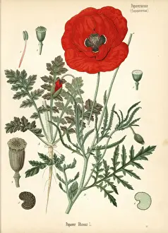 Corn poppy or field poppy, Papaver rhoeas
