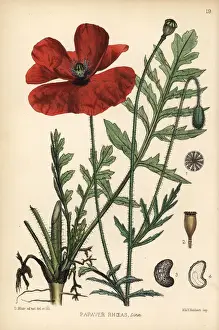 Poppy Prints: Corn poppy, Papaver rhoeas