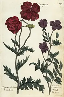 Joshuahamilton Prints: Corn rose, Papaver rhoeas, and welch poppy