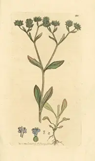 Lettuce Prints: Corn salad or lambs lettuce, Valerianella locusta