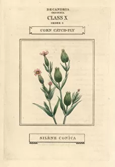 Silene Collection: Corn or sand catchfly, Silene conica