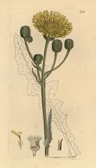 Corn sow-thistle, Sonchus arvensis