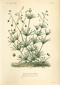 Agricoles Gallery: Corn spurry, Spergula arvensis
