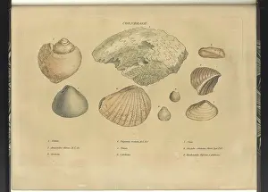 Sowerby Prints: Cornbrash fossils