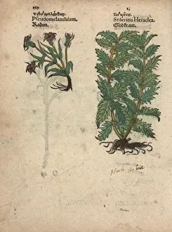Agrostemma Gallery: Corncockle, Agrostemma githago, and woundwort