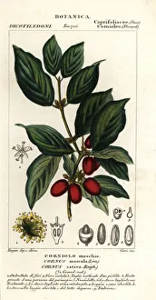 Cornelian cherry, Cornus mas