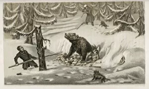 Sweden Gallery: Cornering a Bear