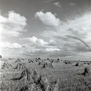 Peacetime Prints: Cornfield at harvest time