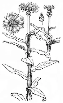 Midgley Collection: Cornflower