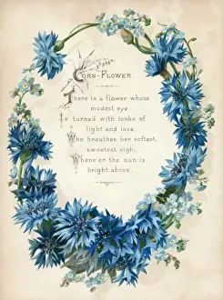 Arrangements Prints: Cornflower