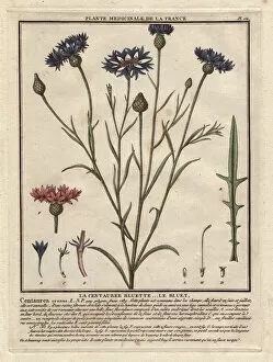 Herbal Gallery: Cornflower or bluet, Centaurea cyanus